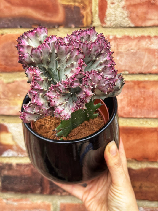 Euphorbia Lactea - Coral Cactus