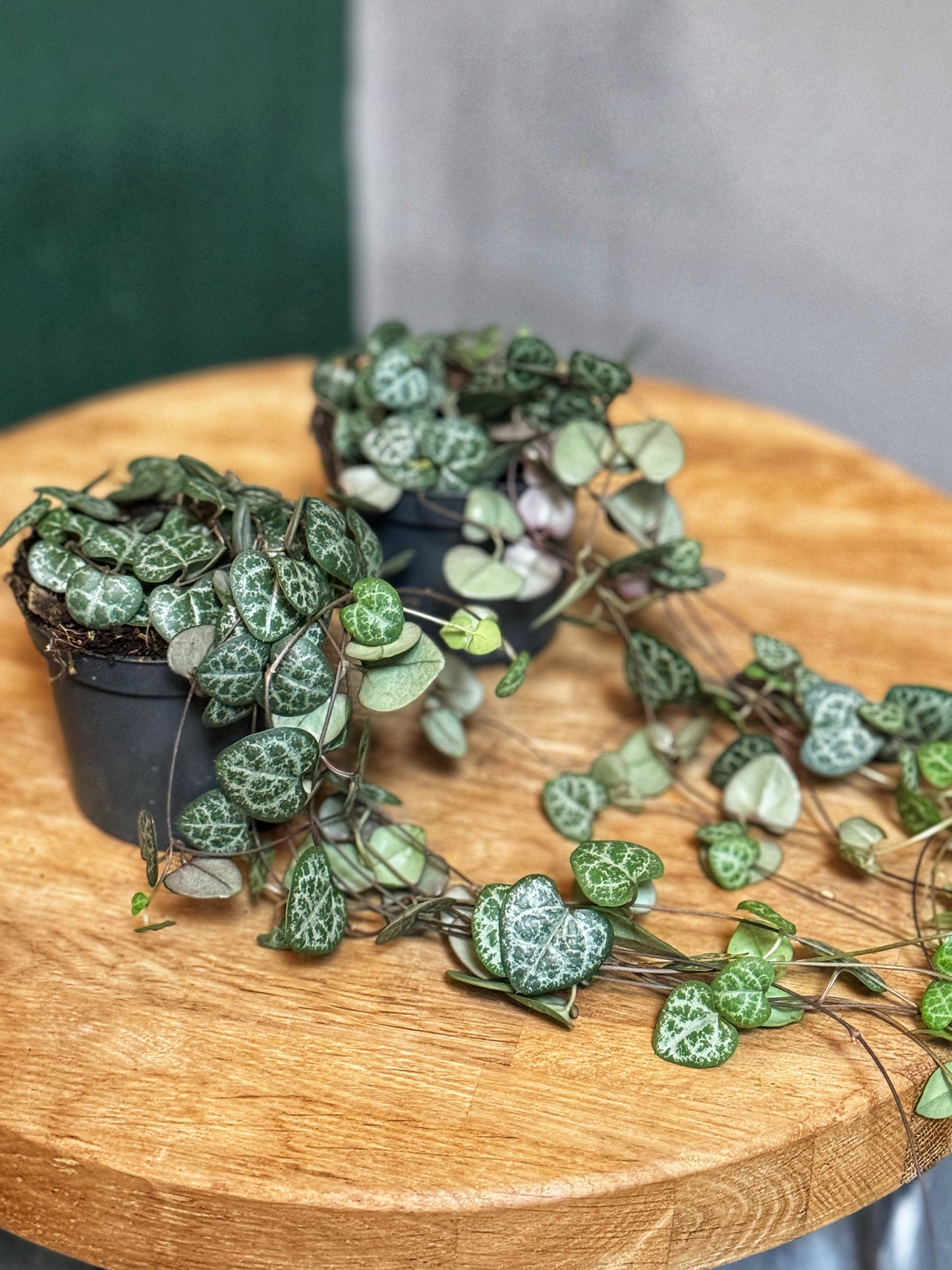 Ceropegia woodii-String of Hearts