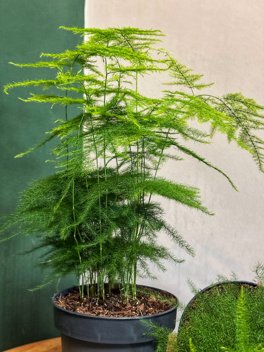 Asparagus Setaceus- Asparagus Fern