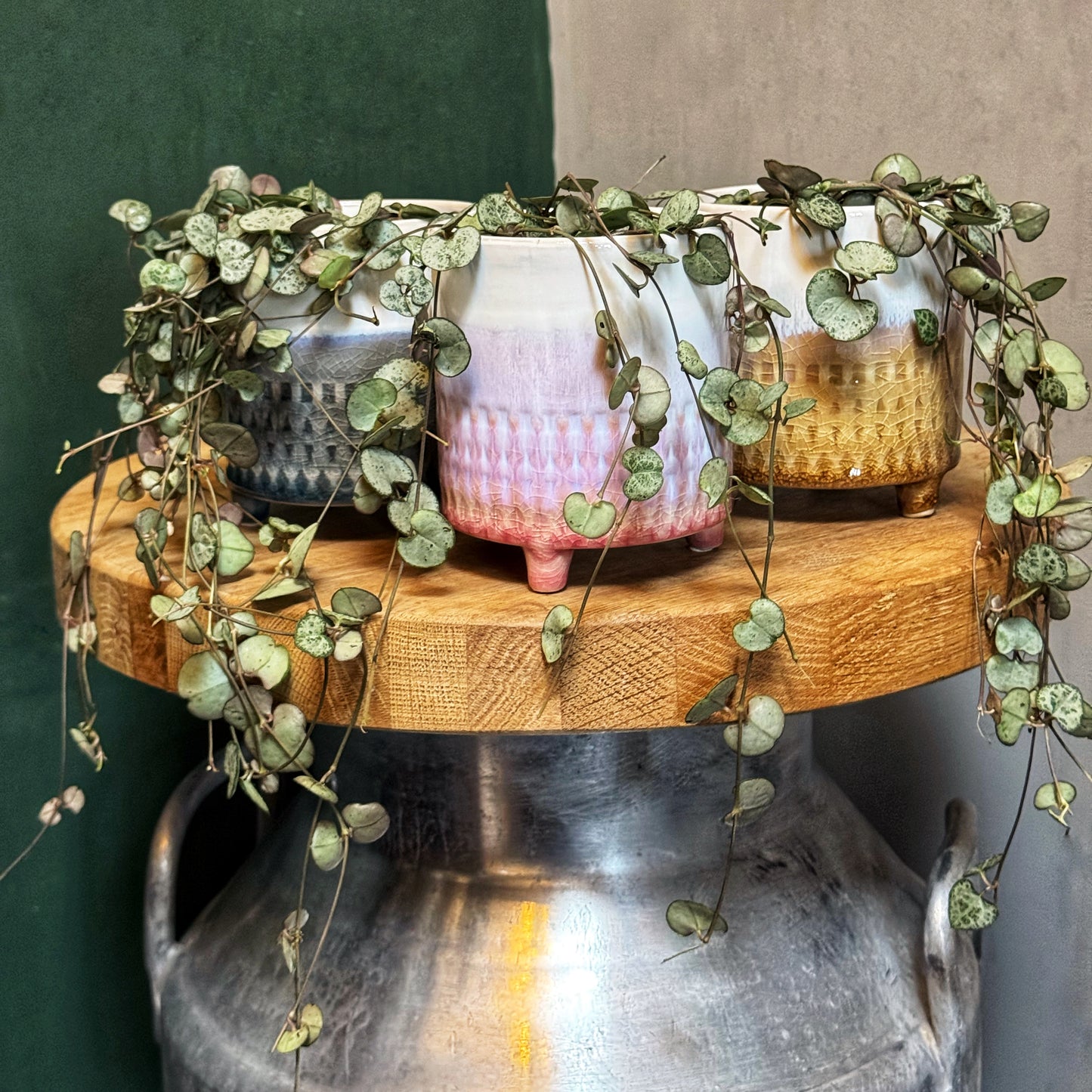 Ceropegia woodii-String of Hearts