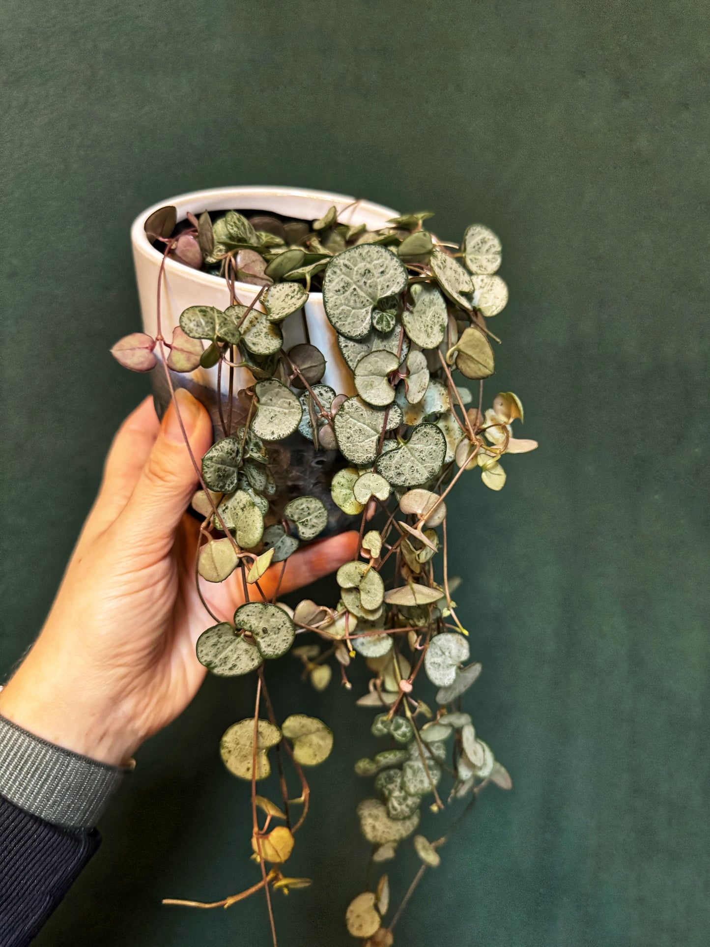 Ceropegia woodii-String of Hearts