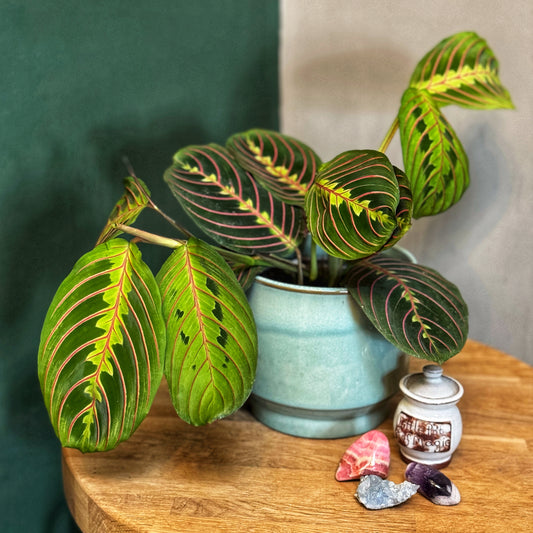 Maranta Fascinator - Herringbone Maranta