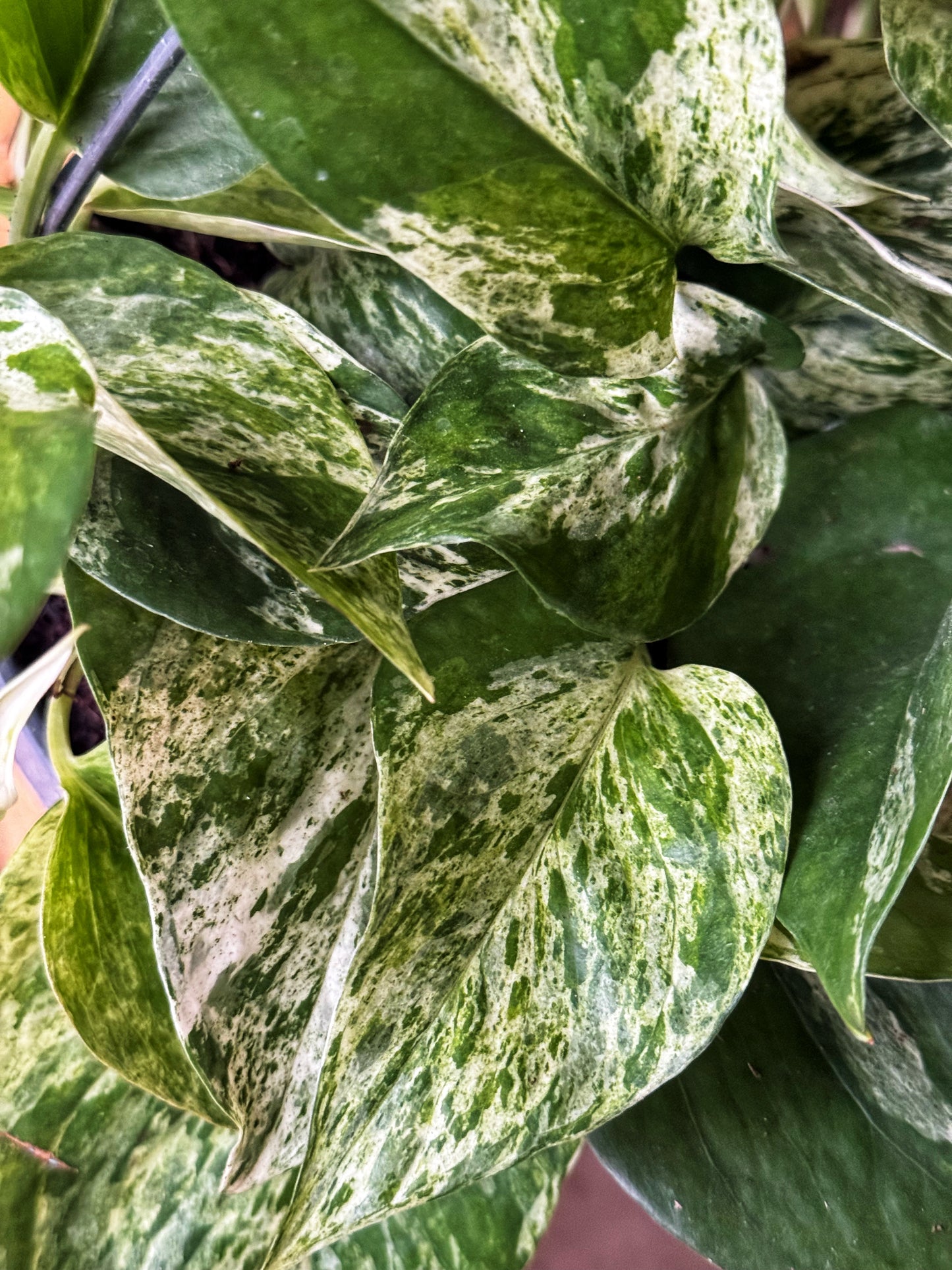 Marble Queen Pothos- EPIPREMNUM PINNATUM