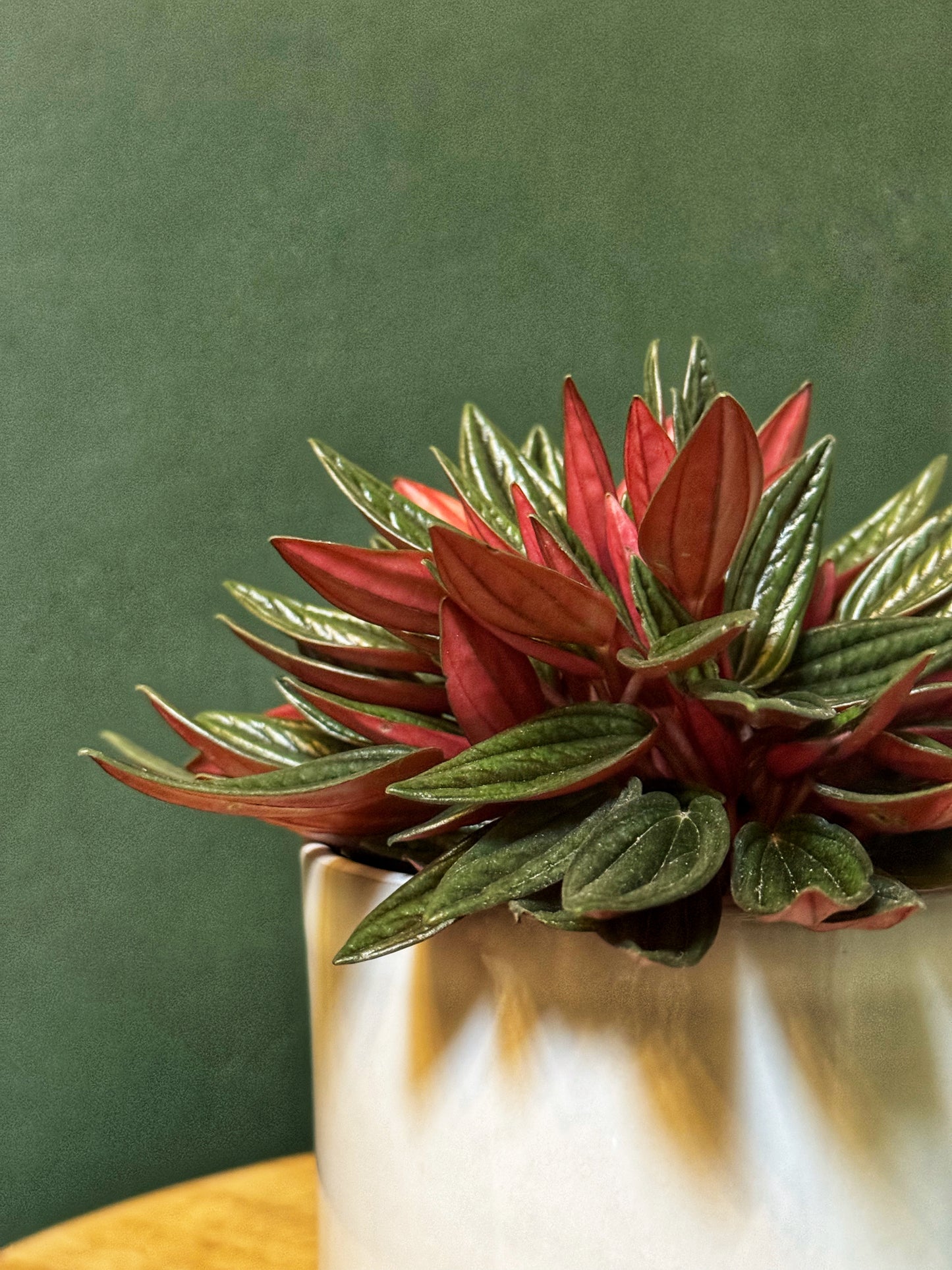 Peperomia Rosso-radiator plant