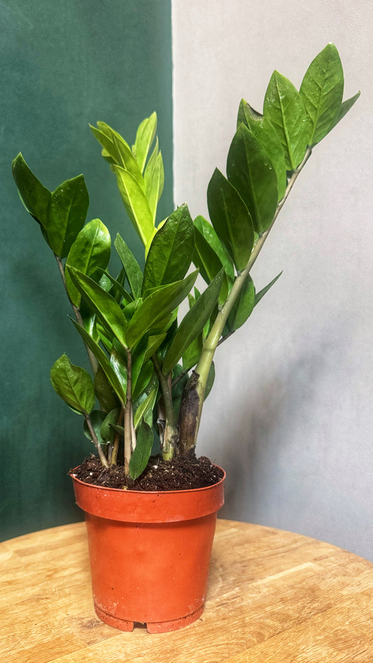 Zamioculcas Zamiifolia- ZZ Plant - 12cm Diameter