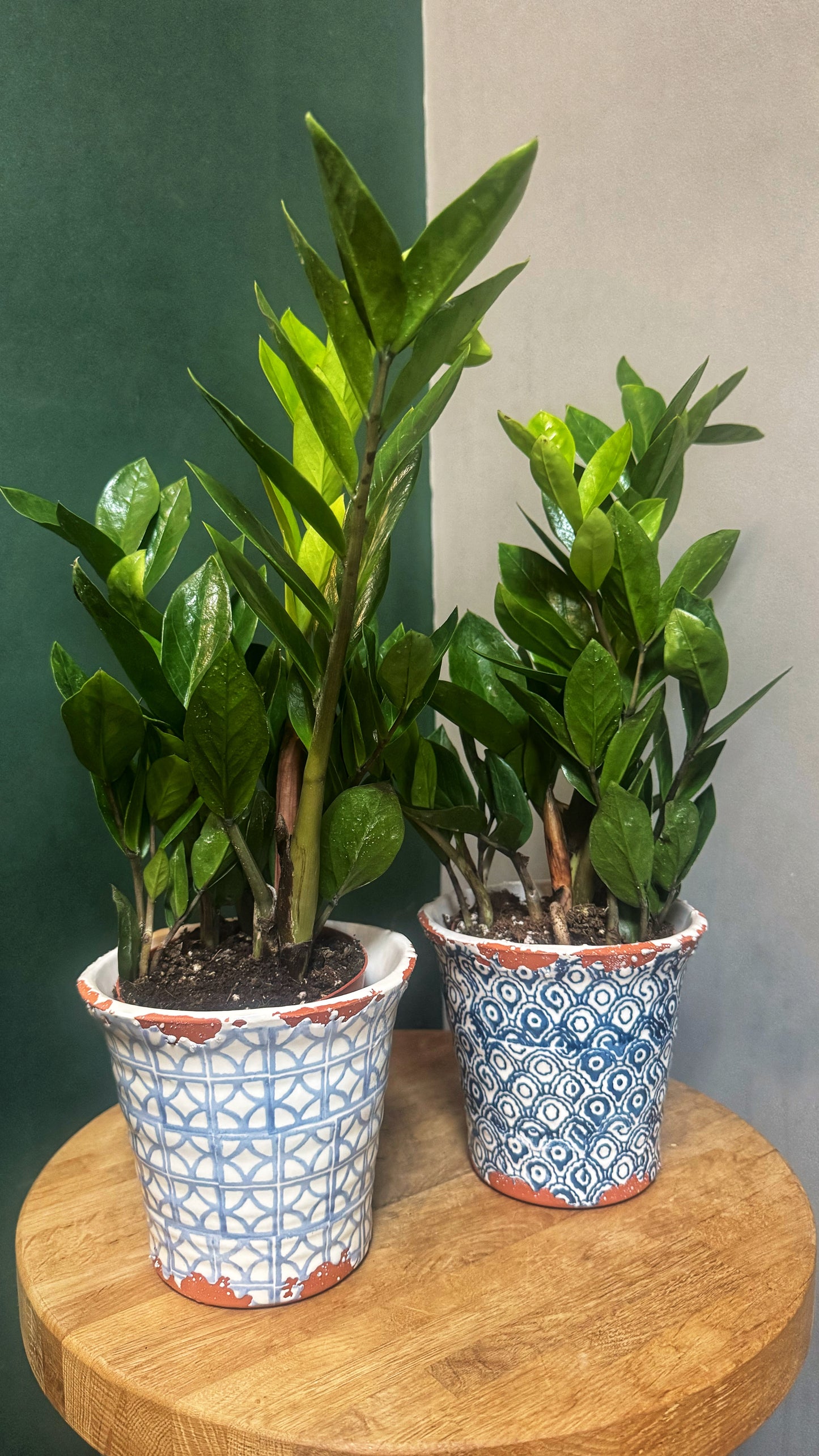 Zamioculcas Zamiifolia- ZZ Plant - 12cm Diameter