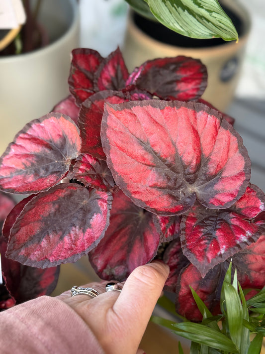 Begonia Rex- Macarena or Dracula