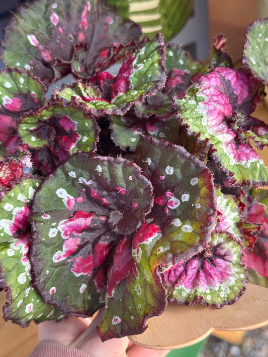 Begonia Rex- Macarena or Dracula