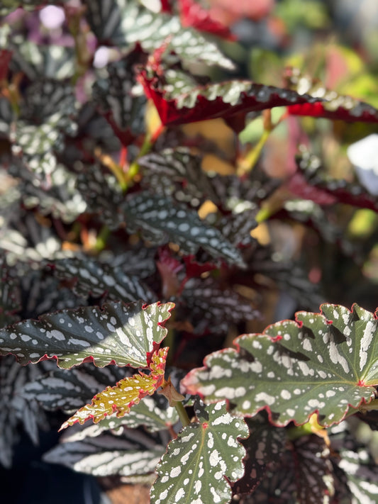 Begonia Maculata Dark Spot