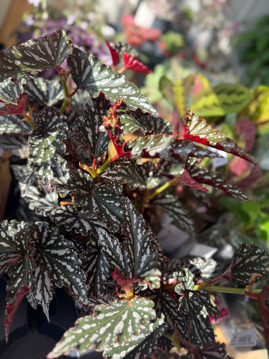 Begonia Maculata Dark Spot