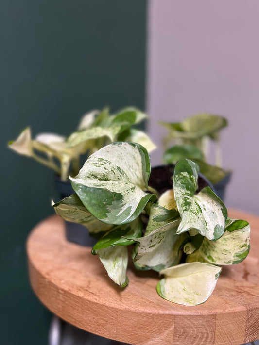 Epipremnum aureum, Happy Leaf -Pothos