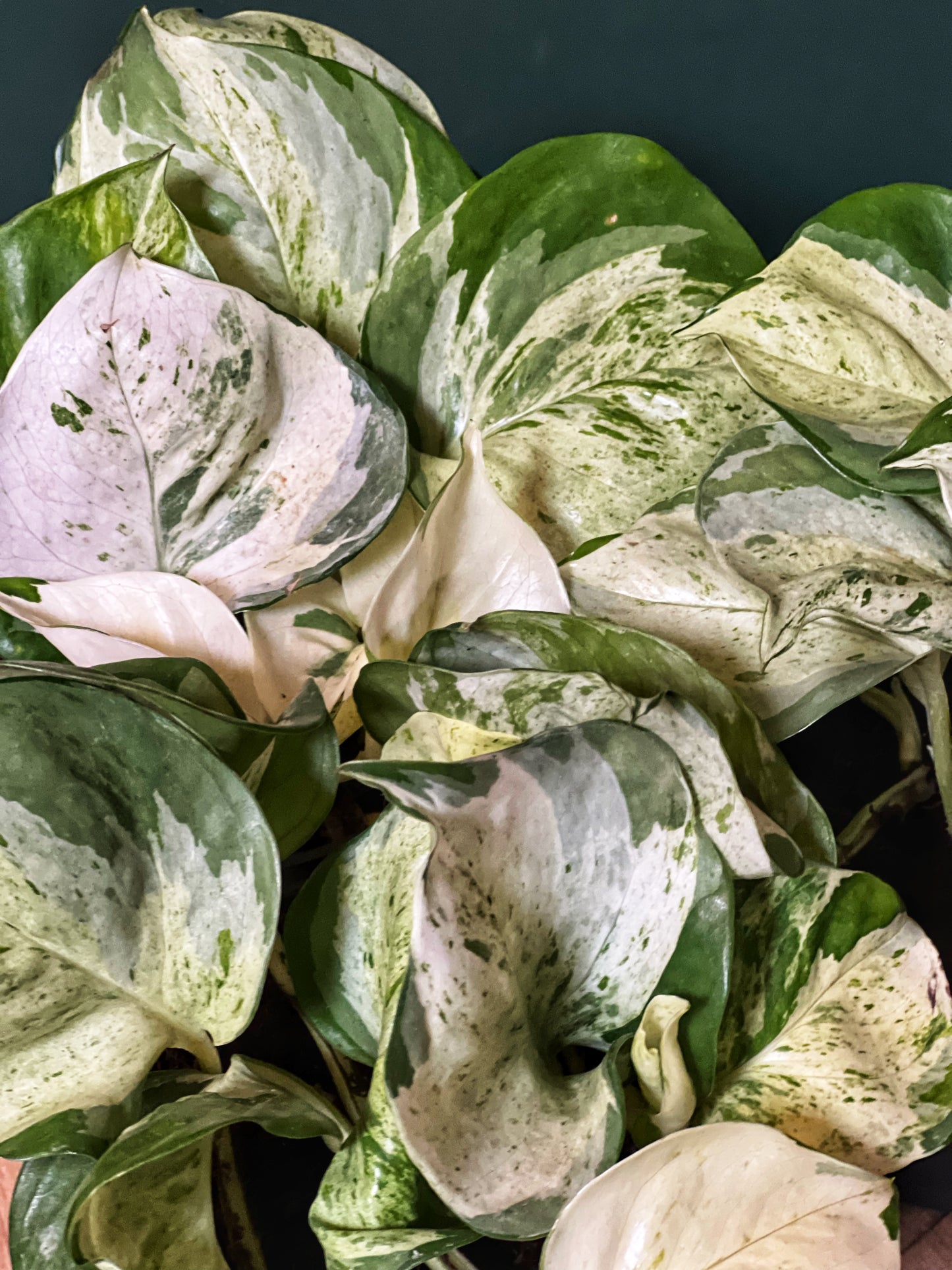 Epipremnum aureum, Happy Leaf -Pothos