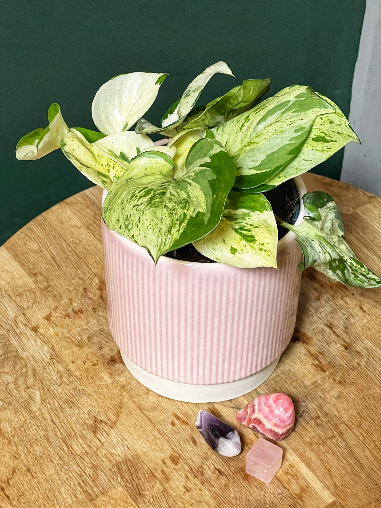 Epipremnum aureum, Happy Leaf -Pothos