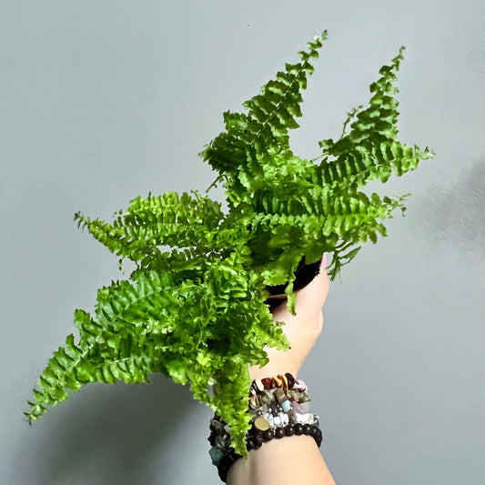 Boston Fern- Mini