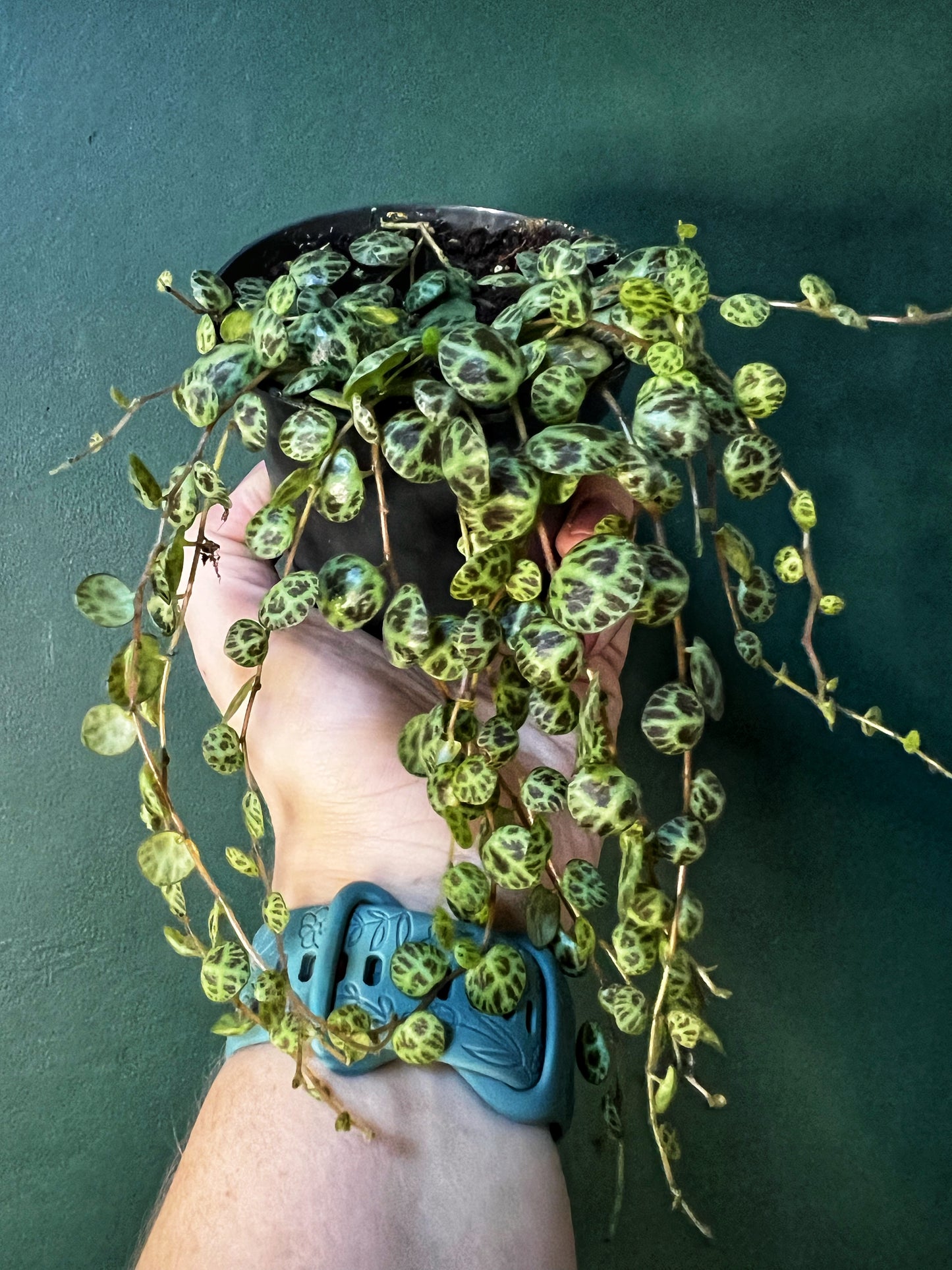 Peperomia Prostrata - String of Turtles
