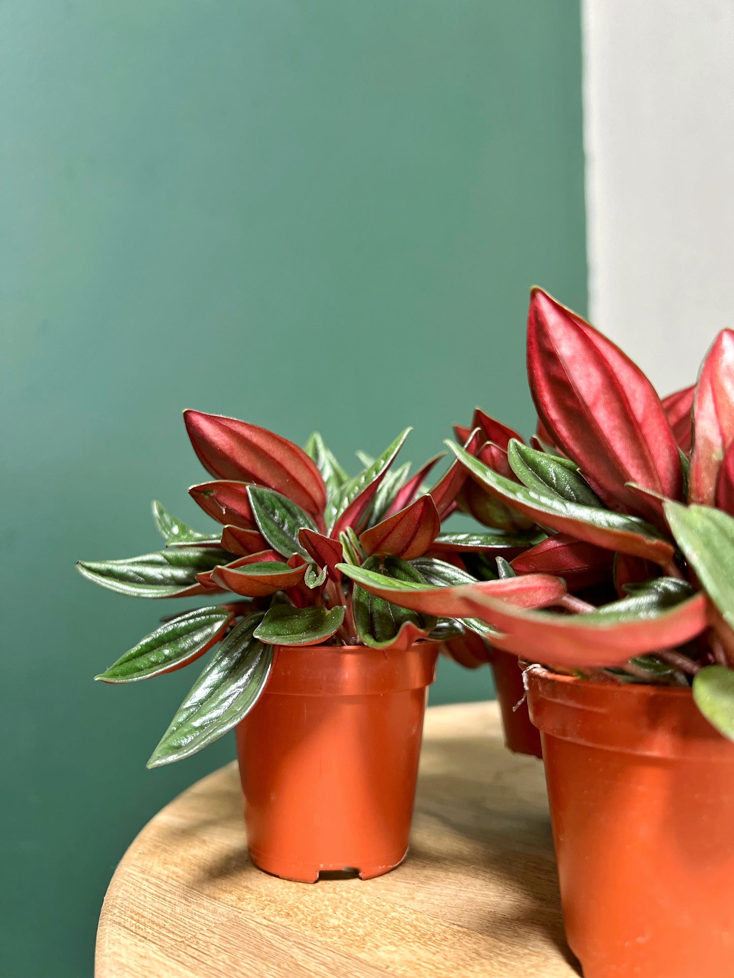 Peperomia Caperata Rosso-5.5cm