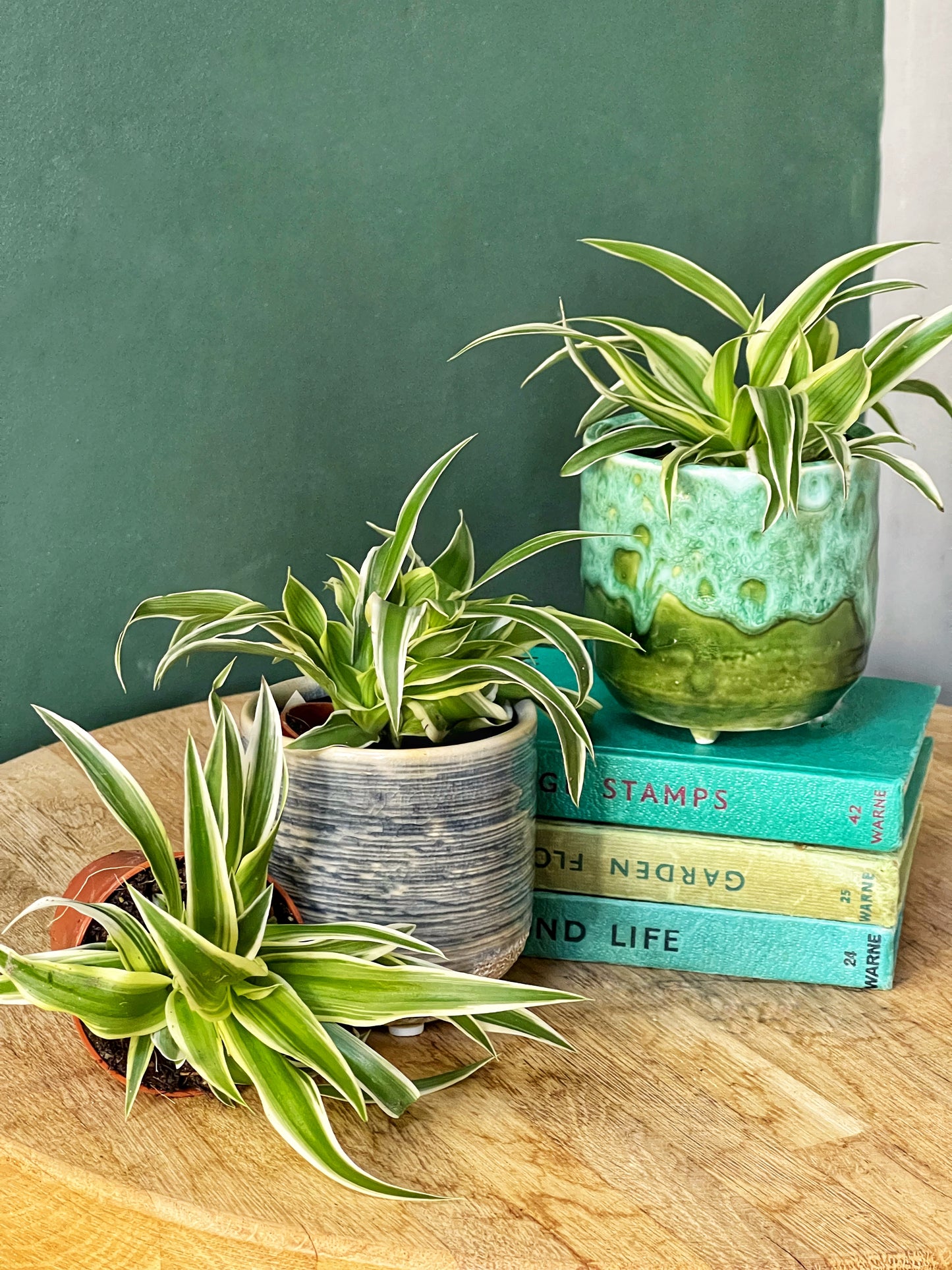 Chlorophytum Comosum Ocean- Mini Mix- Spider Plant