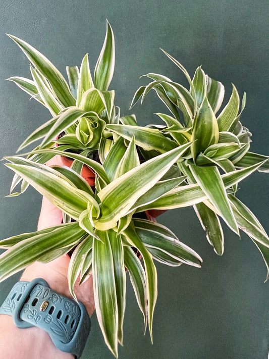 Chlorophytum Comosum Ocean- Mini Mix- Spider Plant