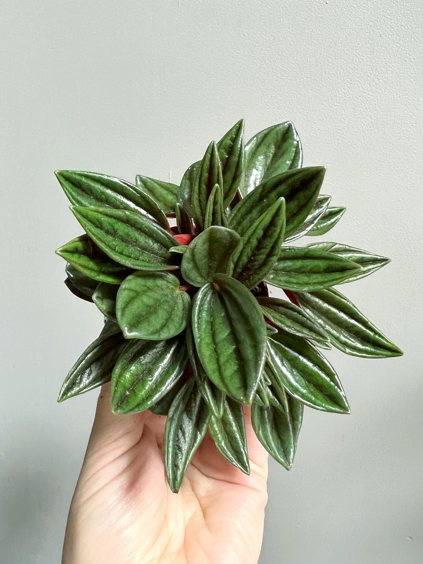 Peperomia Caperata Rosso-5.5cm