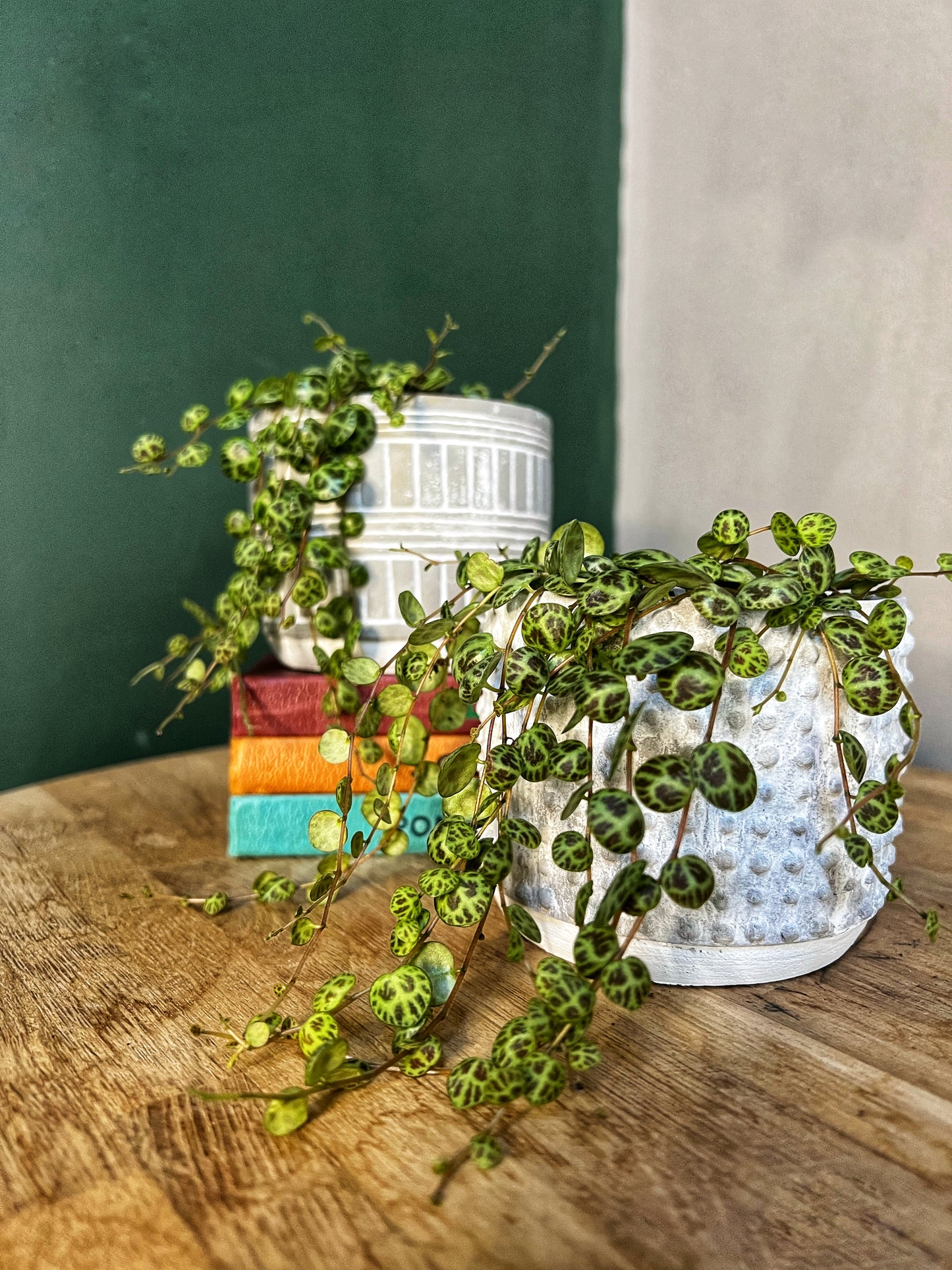 Peperomia Prostrata - String of Turtles