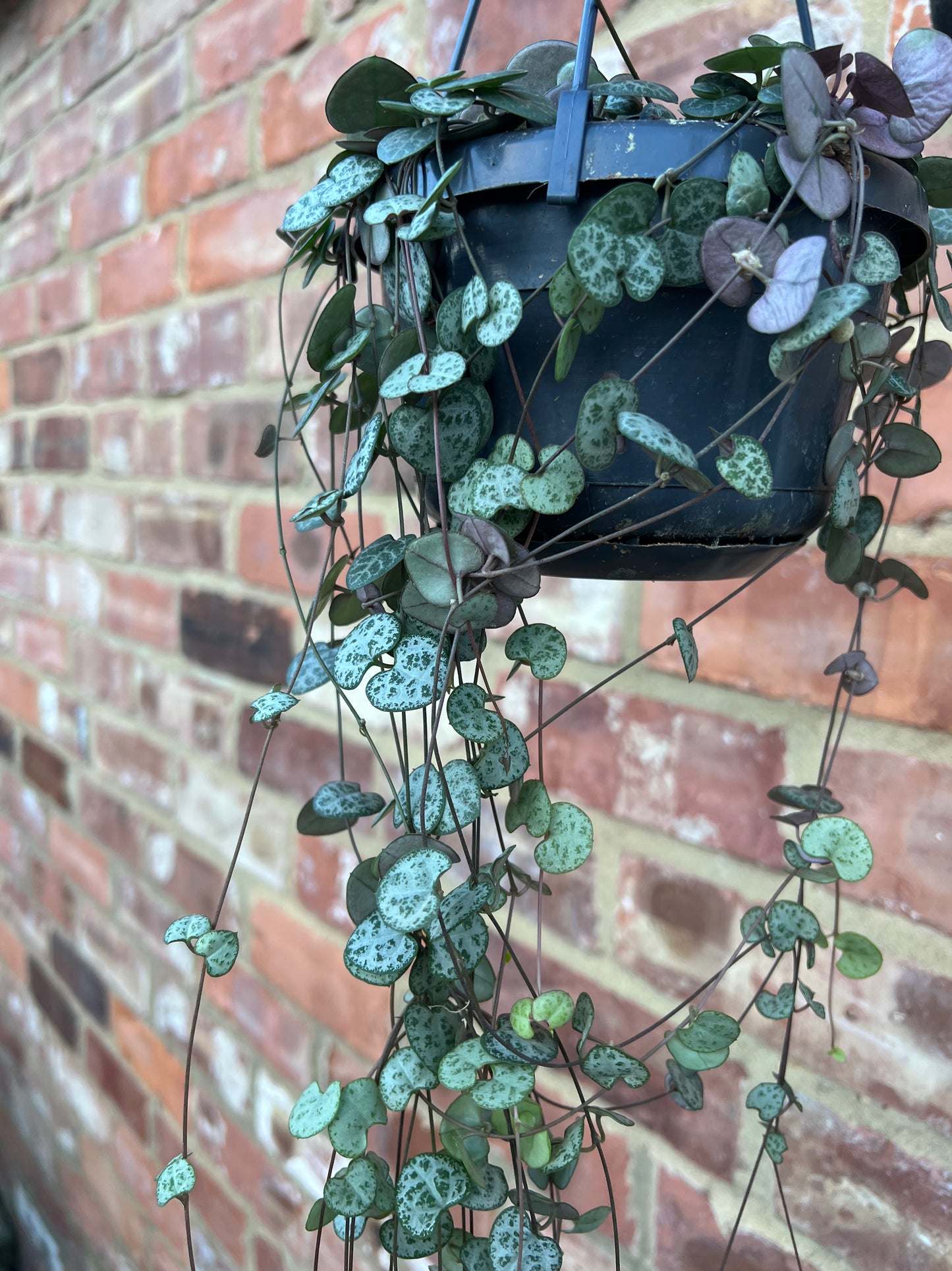 Ceropegia woodii- String of hearts