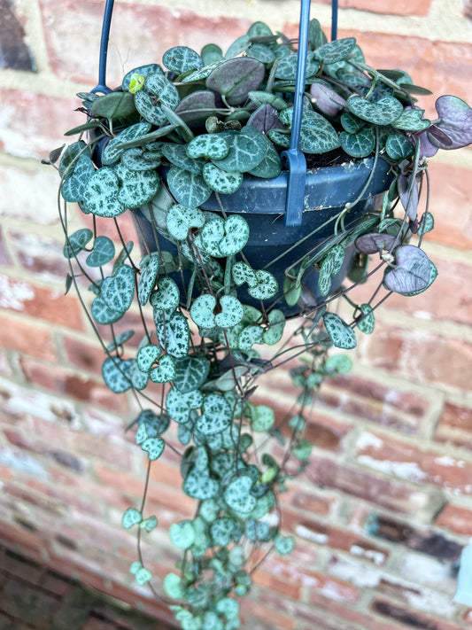 Ceropegia woodii- String of hearts