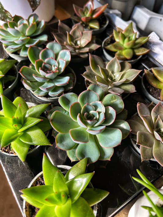Echeveria Mini Mix 5.5cm- Succulent