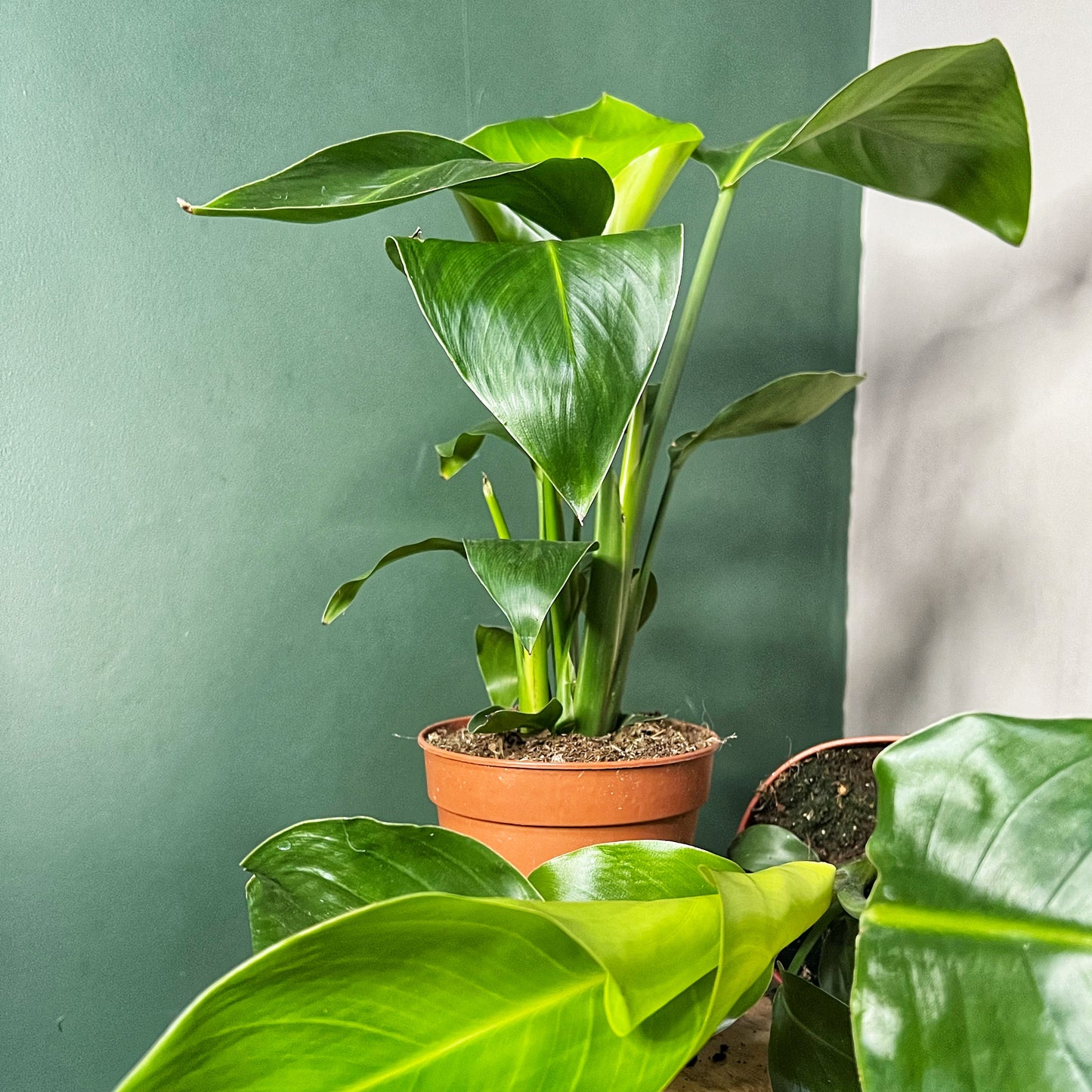 Strelitzia- Bird of Paradise