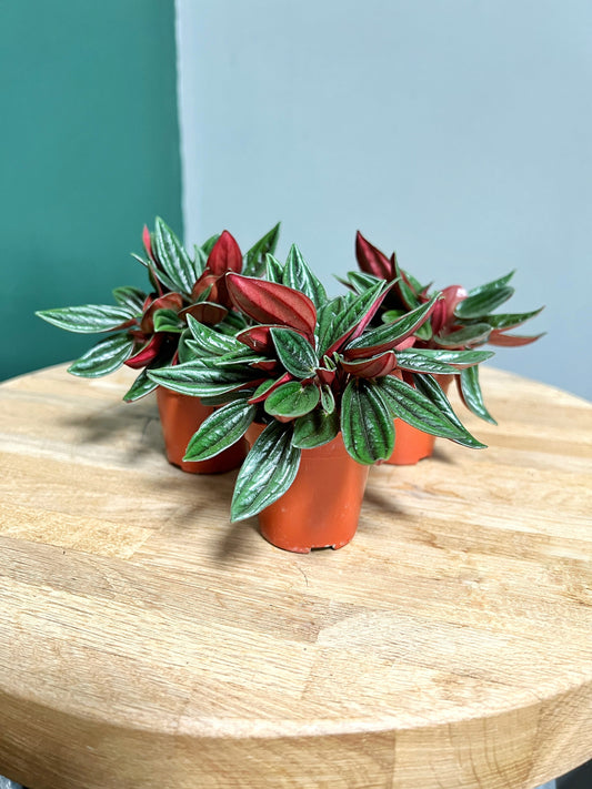 Peperomia Caperata Rosso-5.5cm