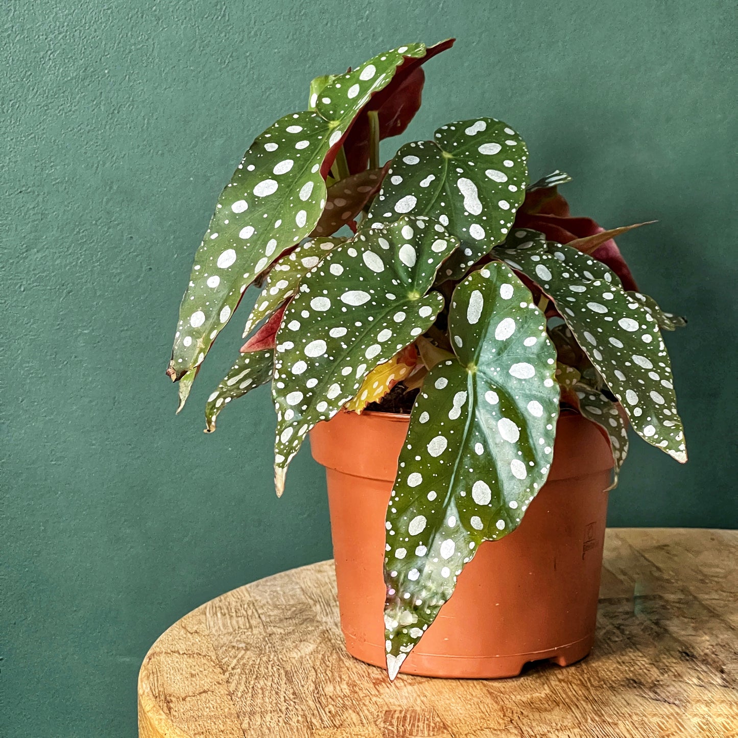 Begonia Maculata Wightii - Polka Dot Plant