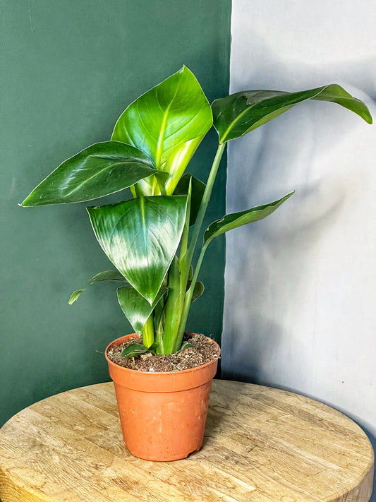 Strelitzia- Bird of Paradise