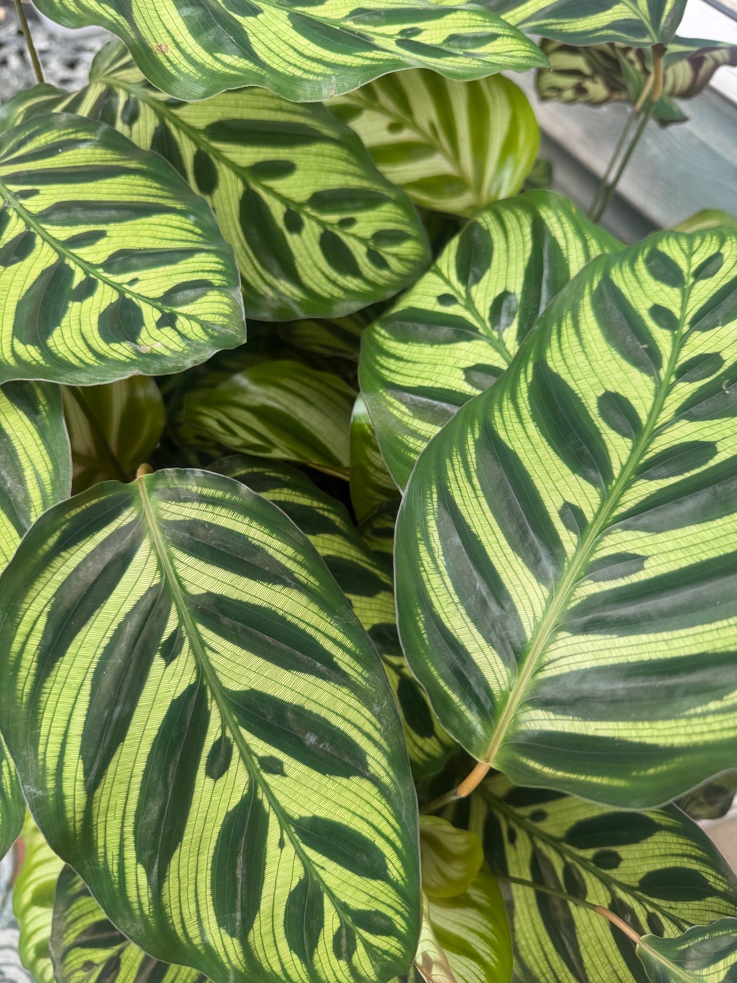 Prayer Plant-  Peacock Calathea