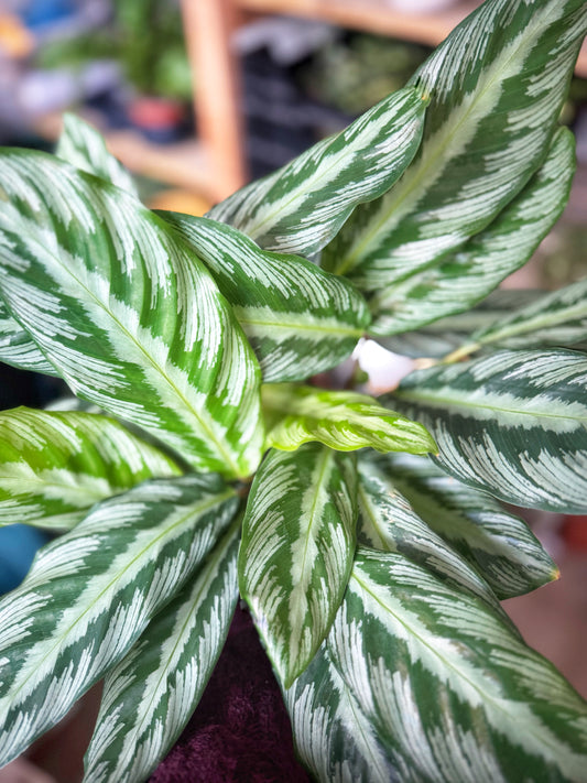 Calathea Silver Star