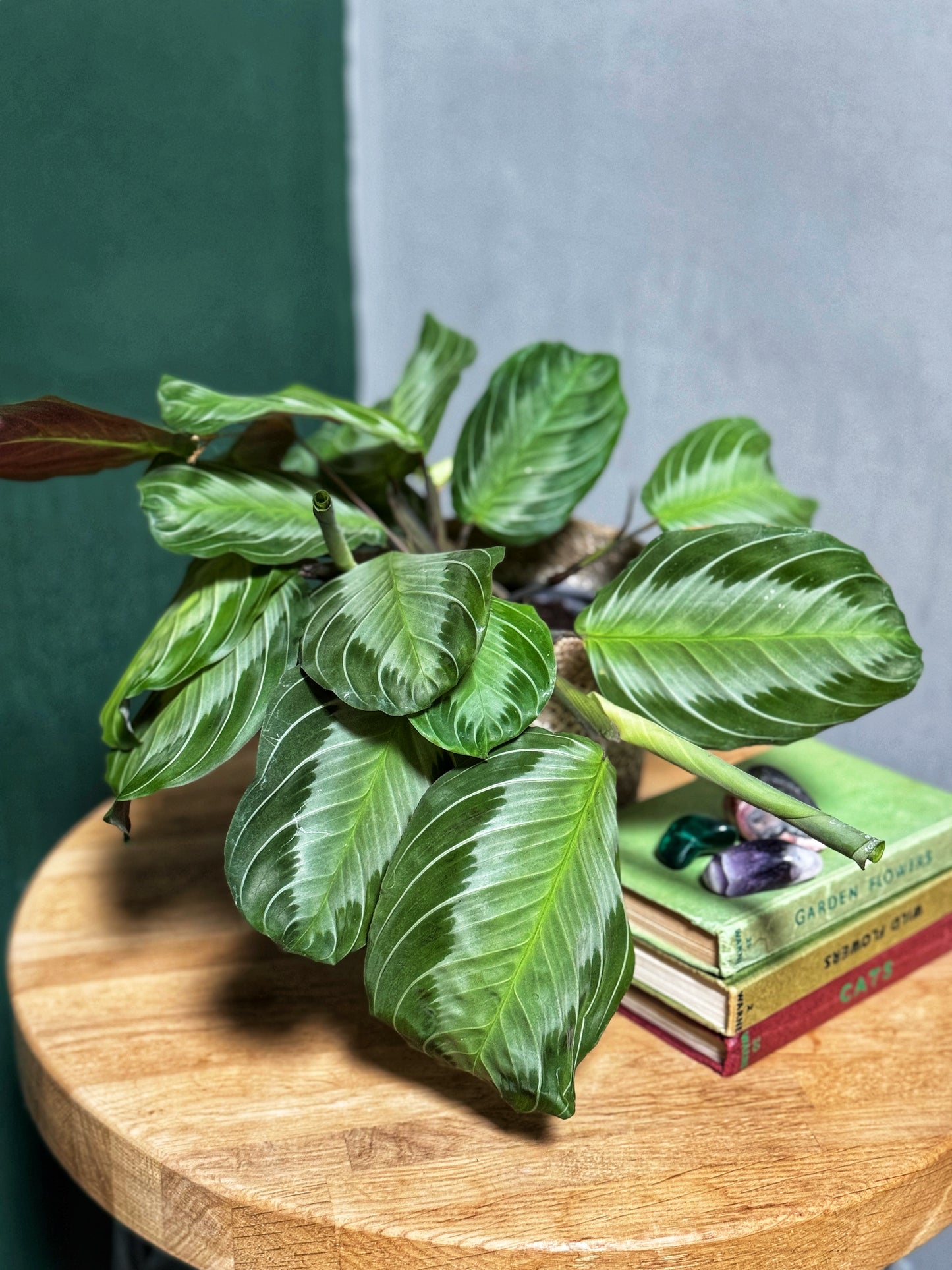 Maranta- Silver Band