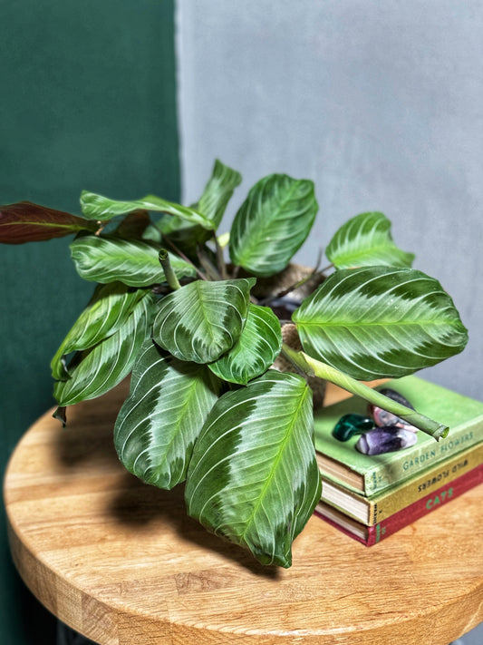 Maranta- Silver Band