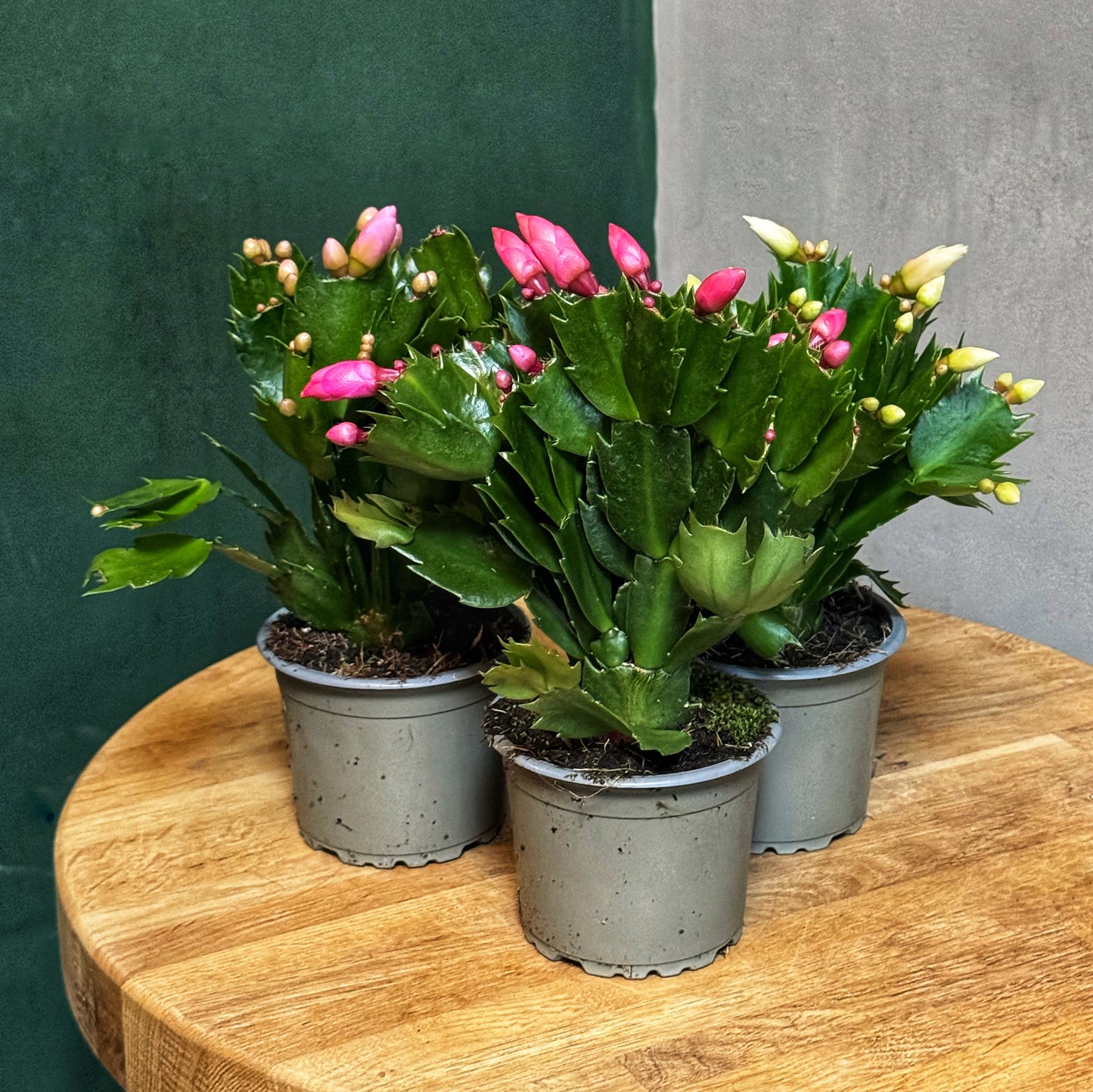 Schlumbergera- Thanksgiving/Christmas Cacti
