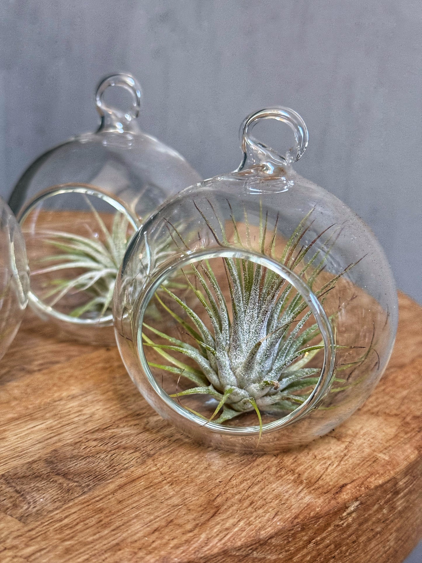 Tillandsia Ionantha- Air Plant-In glass hanging globe