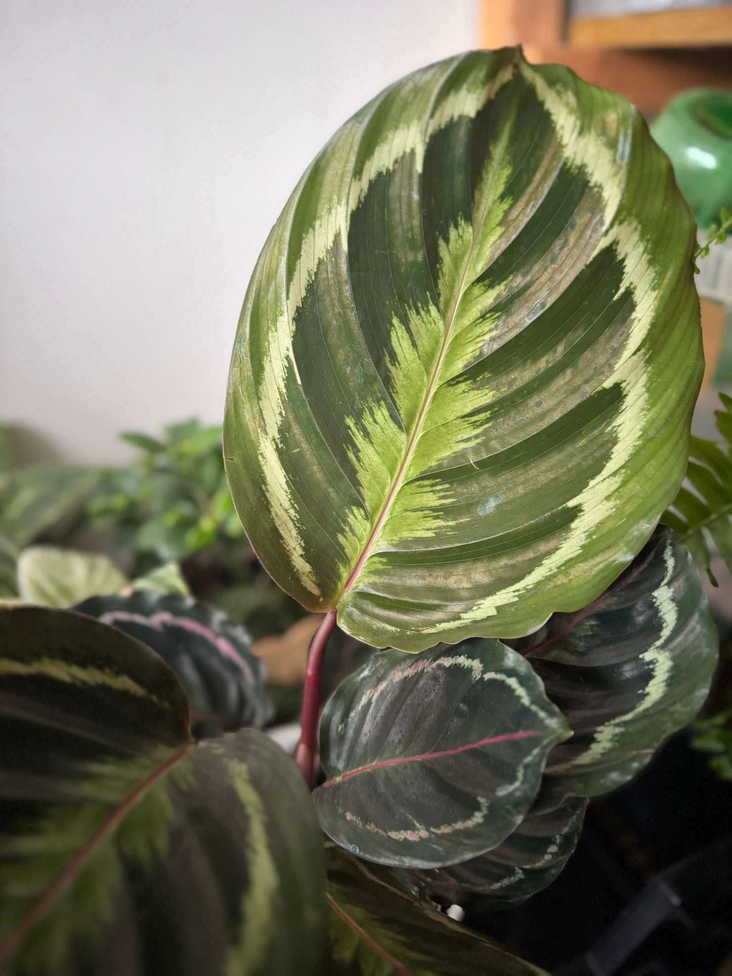 Calathea Medallion
