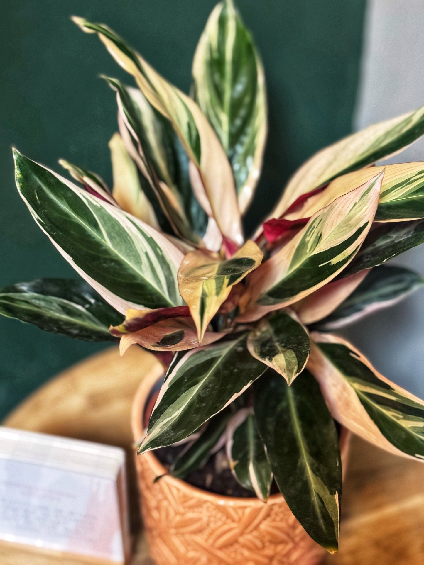 Triostar stromanthe- Stromanthe sanguinea