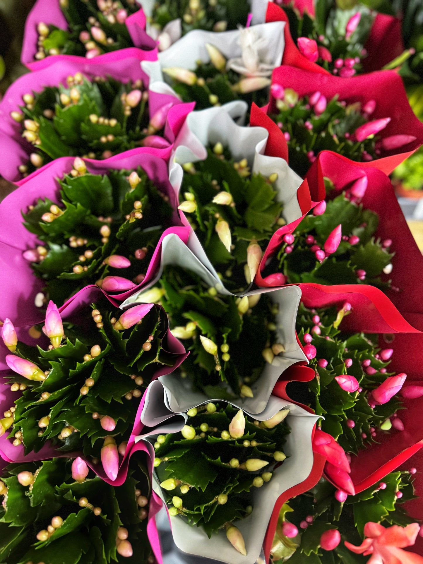 Schlumbergera- Thanksgiving/Christmas Cacti