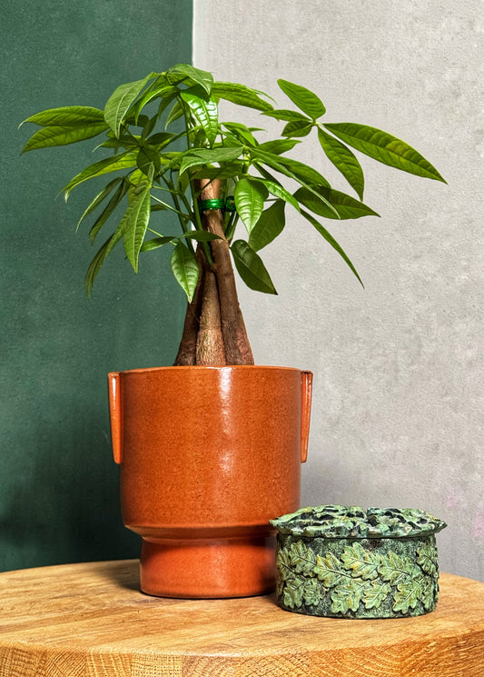 Pachira Aquatica - Money Tree