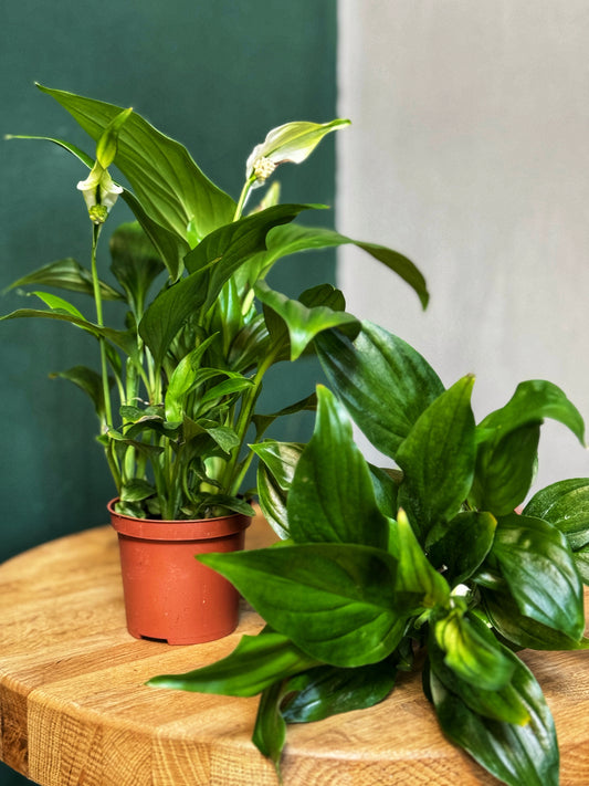 Spathiphyllum Diamond- Pearl cupido