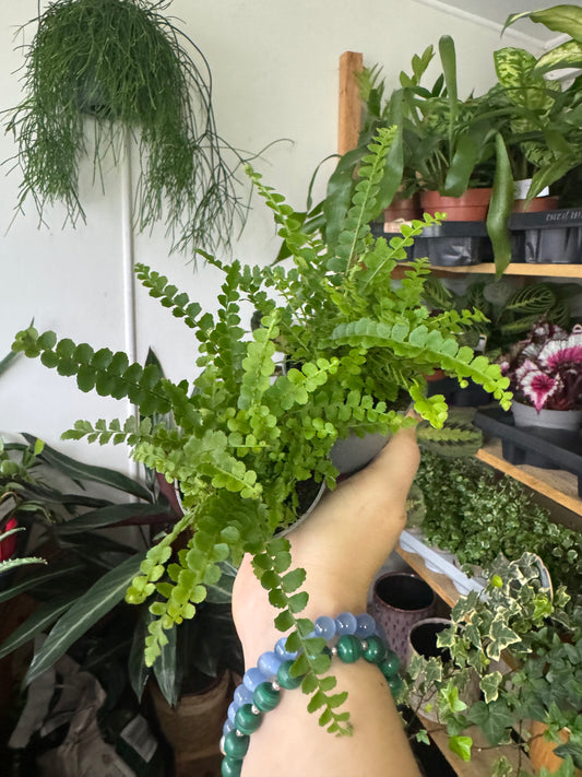 Nephrolepis Green Fantasy- Ferns