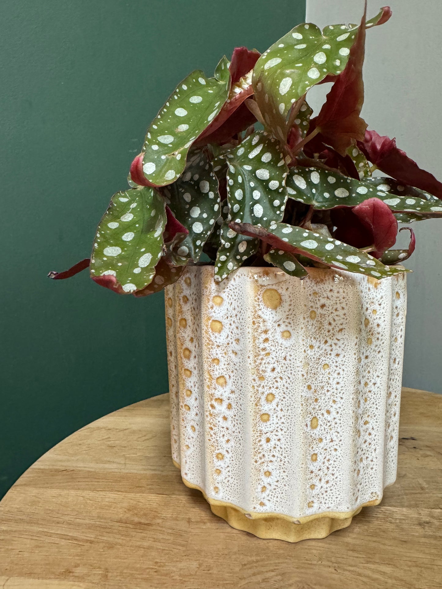 Begonia Maculata Wightii - Polka Dot Plant