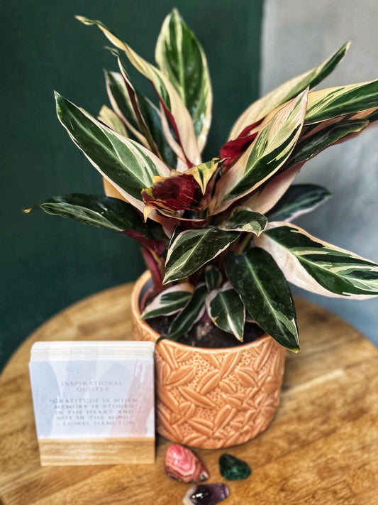 Triostar stromanthe- Stromanthe sanguinea