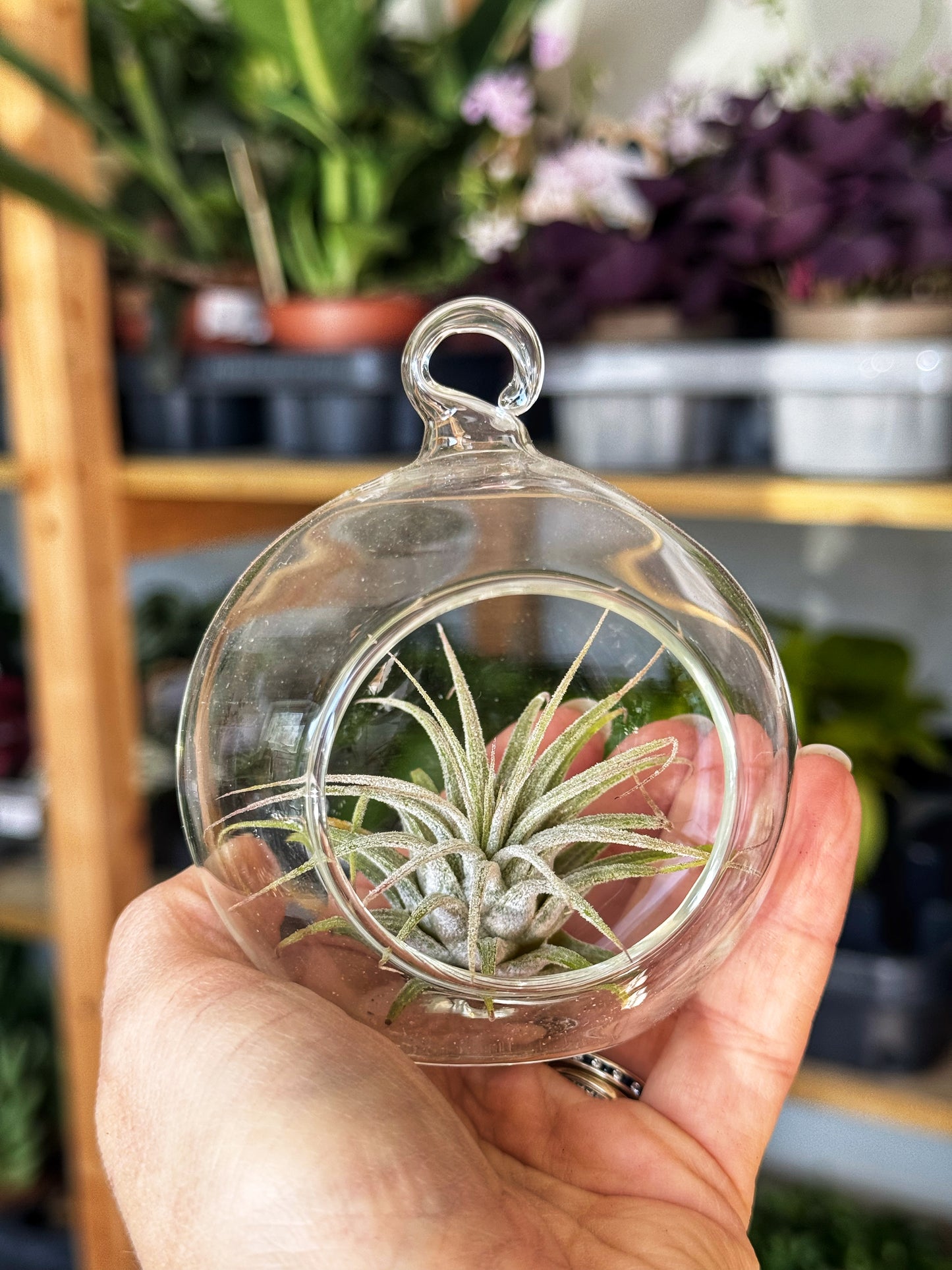 Tillandsia Ionantha- Air Plant-In glass hanging globe