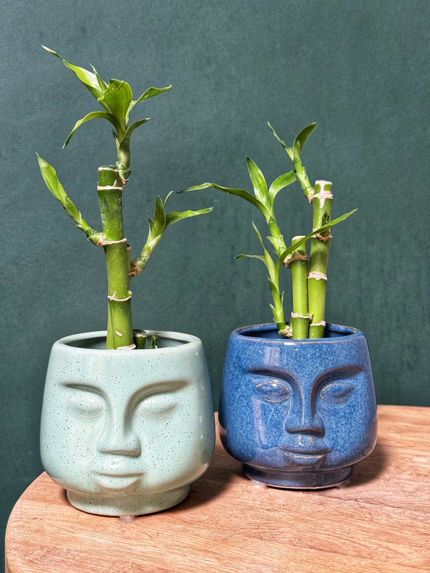 Lucky Bamboo