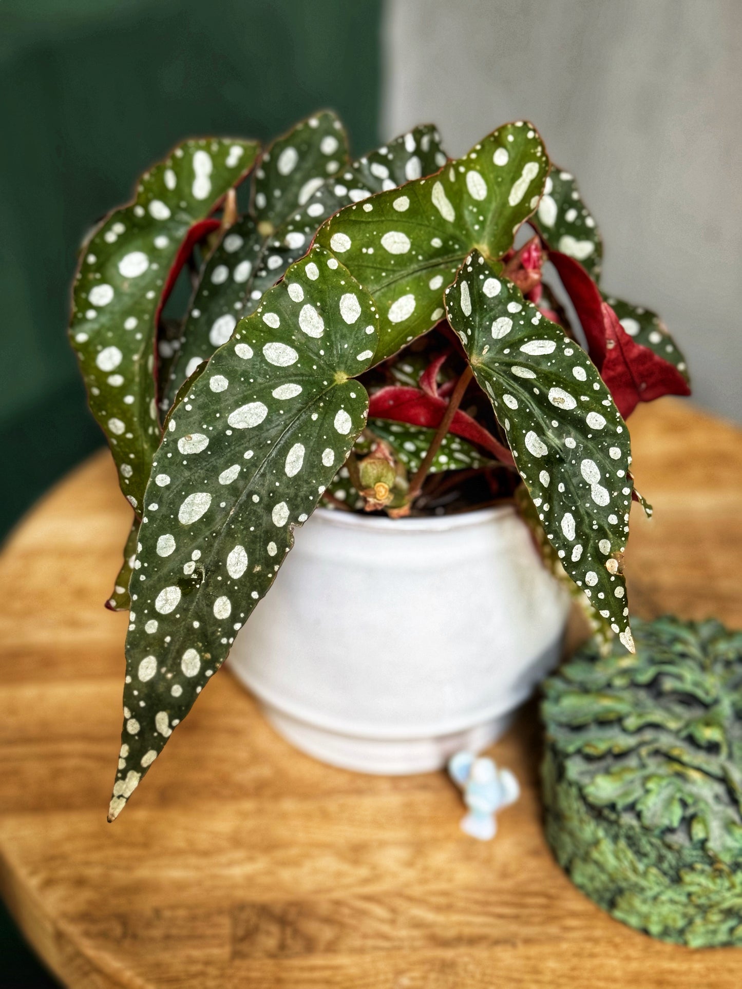 Begonia Maculata Wightii - Polka Dot Plant