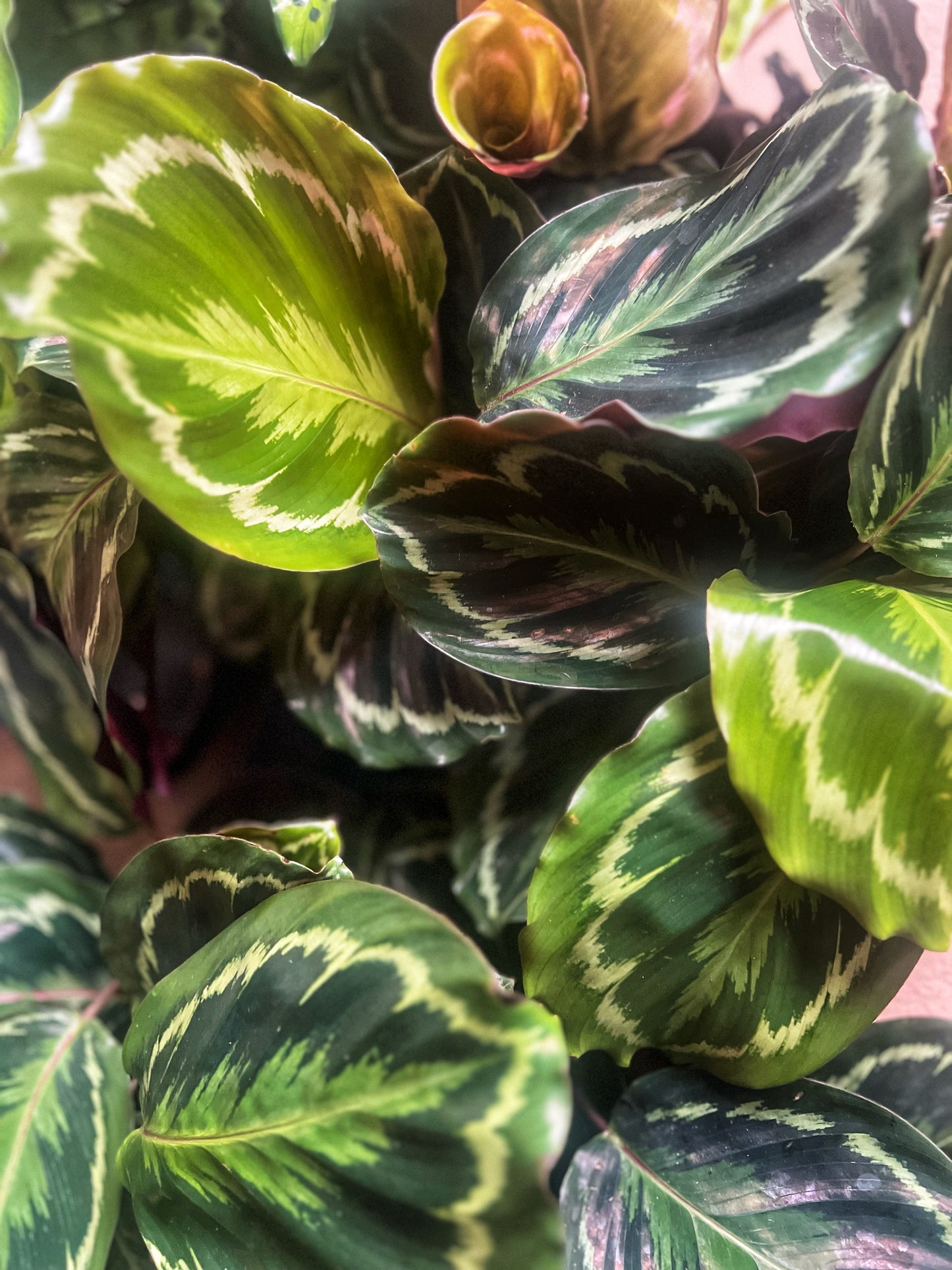 Calathea Medallion