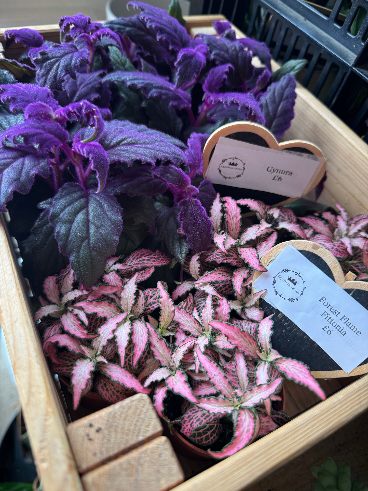 Gynura-purple passion